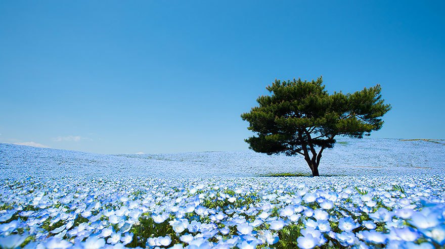 Blauwe bloemen: op zoek naar de kleur van de hemel in tuin (1) – Groenjournalistiek